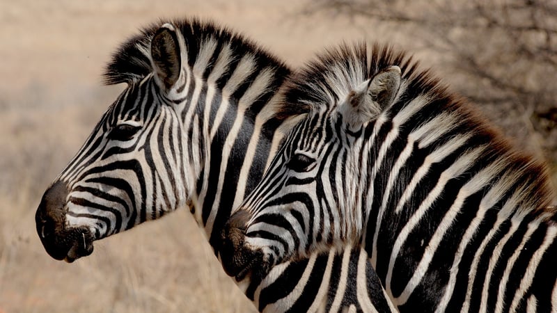 Zebra Safari